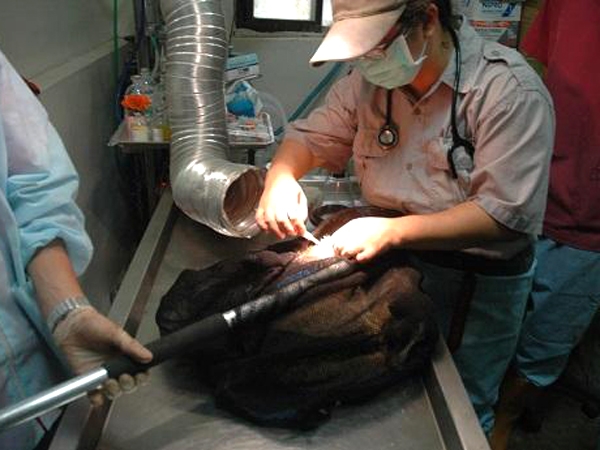 杜绝园内感染 新竹动物园为食肉目动物施打狂犬病疫苗