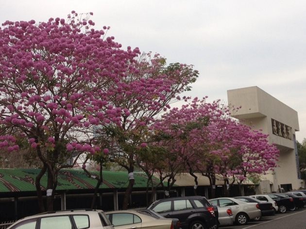 红花风铃木花开满天,美不胜收
